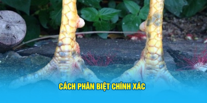 Vảy Gà Huyền Trâm Có Những Đặc Điểm Gì Dễ Nhận Biết Nhất? - hình ảnh - hrbswowws.top