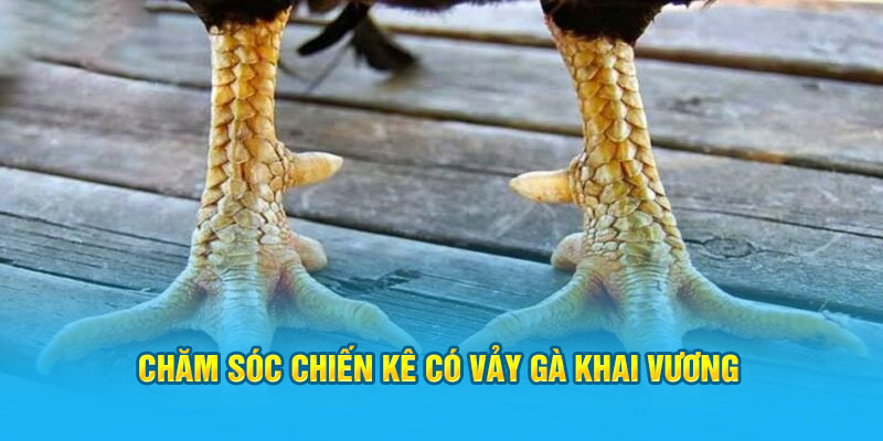 Vảy Gà Khai Vương – “Siêu Phẩm” Trong Giới Gà Chọi Hi88 - hình ảnh - hrbswowws.top Vảy Gà Khai Vương – “Siêu Phẩm” Trong Giới Gà Chọi Hi88 - hình ảnh - hrbswowws.top