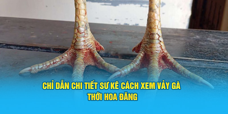 Vảy Gà Thới Hoa Đăng – Biểu Tượng Cho Sự Mạnh Mẽ Chiến Kê - hình ảnh - hrbswowws.top