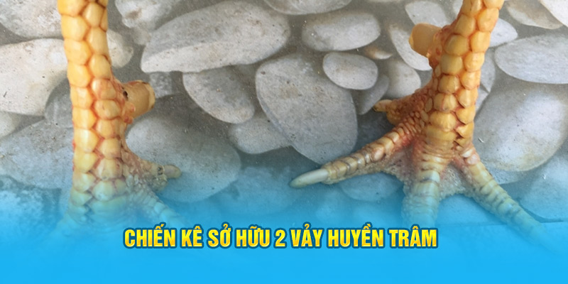 Vảy Gà Huyền Trâm Có Những Đặc Điểm Gì Dễ Nhận Biết Nhất? - hình ảnh - hrbswowws.top
