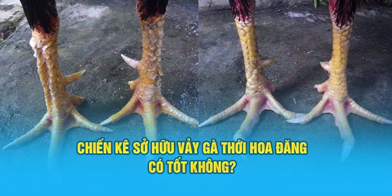 Vảy Gà Thới Hoa Đăng – Biểu Tượng Cho Sự Mạnh Mẽ Chiến Kê - hình ảnh - hrbswowws.top