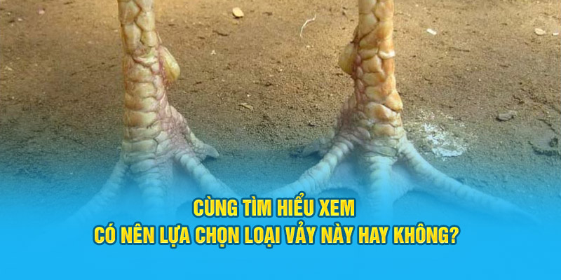 Đặc Điểm Cơ Bản Của Vảy Gà Tứ Hoành Khai Tại Trang Web HI88 - hình ảnh - hrbswowws.top