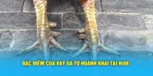 Đá Gà Hi88 - Sảnh Cược Trực Tuyến Top 1 Việt Nam - Hi88 - hình ảnh - hrbswowws.top