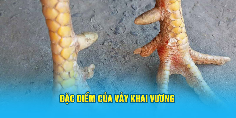 Vảy Gà Khai Vương – “Siêu Phẩm” Trong Giới Gà Chọi Hi88 - hình ảnh - hrbswowws.top Vảy Gà Khai Vương – “Siêu Phẩm” Trong Giới Gà Chọi Hi88 - hình ảnh - hrbswowws.top
