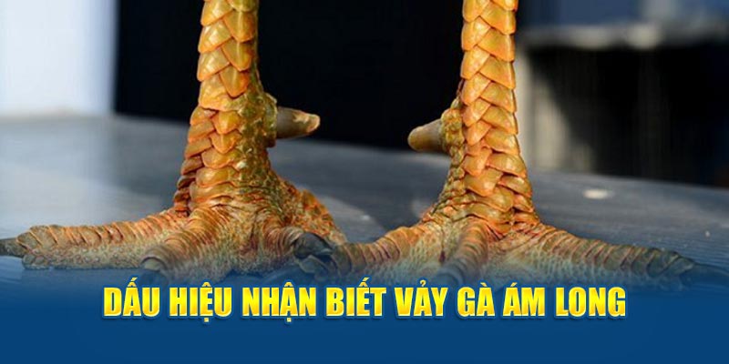 Vảy Gà Ám Long: Bí Ẩn Đằng Sau Vẻ Đẹp Huyền Bí Của Chiến Kê - hình ảnh - hrbswowws.top