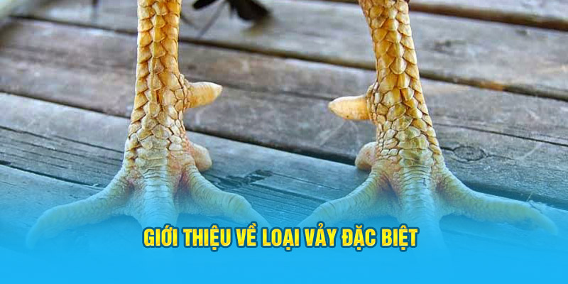 Đặc Điểm Cơ Bản Của Vảy Gà Tứ Hoành Khai Tại Trang Web HI88 - hình ảnh - hrbswowws.top