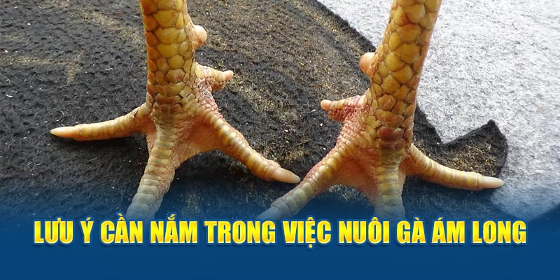 Vảy Gà Ám Long: Bí Ẩn Đằng Sau Vẻ Đẹp Huyền Bí Của Chiến Kê - hình ảnh - hrbswowws.top