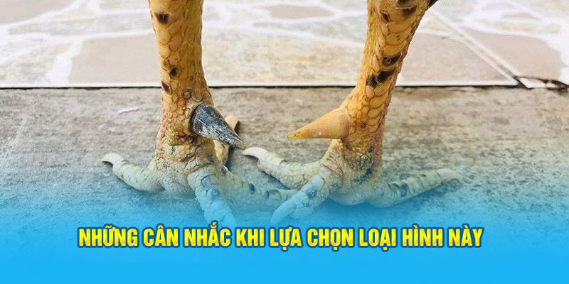 Đặc Điểm Cơ Bản Của Vảy Gà Tứ Hoành Khai Tại Trang Web HI88 - hình ảnh - hrbswowws.top