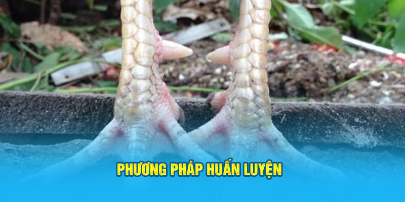 Vảy Gà Huyền Trâm Có Những Đặc Điểm Gì Dễ Nhận Biết Nhất? - hình ảnh - hrbswowws.top