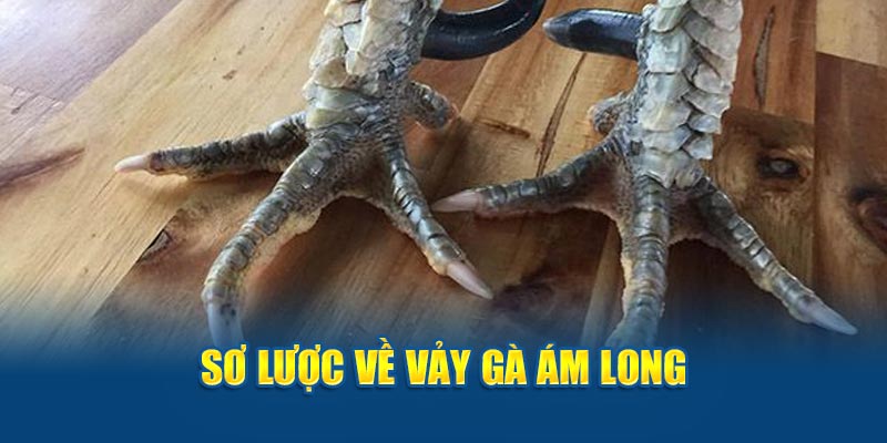 Vảy Gà Ám Long: Bí Ẩn Đằng Sau Vẻ Đẹp Huyền Bí Của Chiến Kê - hình ảnh - hrbswowws.top