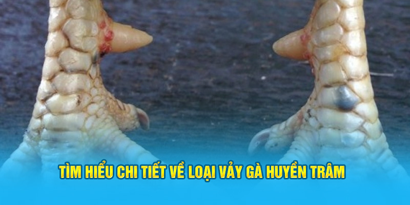 Vảy Gà Huyền Trâm Có Những Đặc Điểm Gì Dễ Nhận Biết Nhất? - hình ảnh - hrbswowws.top