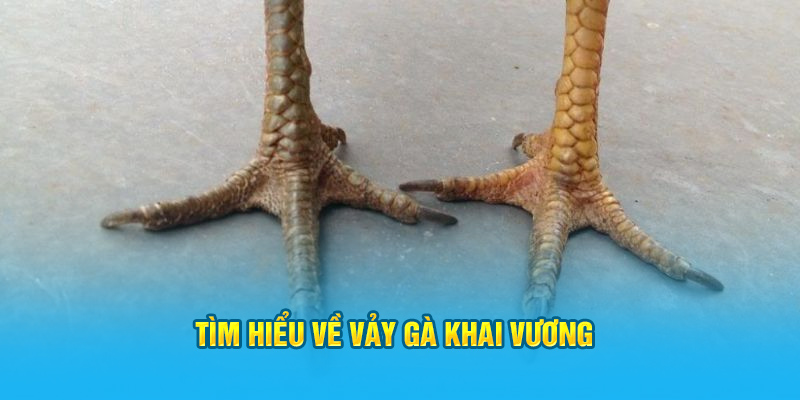 Vảy Gà Khai Vương – “Siêu Phẩm” Trong Giới Gà Chọi Hi88 - hình ảnh - hrbswowws.top Vảy Gà Khai Vương – “Siêu Phẩm” Trong Giới Gà Chọi Hi88 - hình ảnh - hrbswowws.top