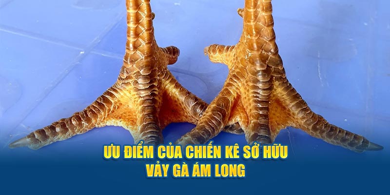 Vảy Gà Ám Long: Bí Ẩn Đằng Sau Vẻ Đẹp Huyền Bí Của Chiến Kê - hình ảnh - hrbswowws.top