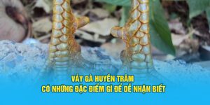 Đá Gà Hi88 - Sảnh Cược Trực Tuyến Top 1 Việt Nam - Hi88 - hình ảnh - hrbswowws.top