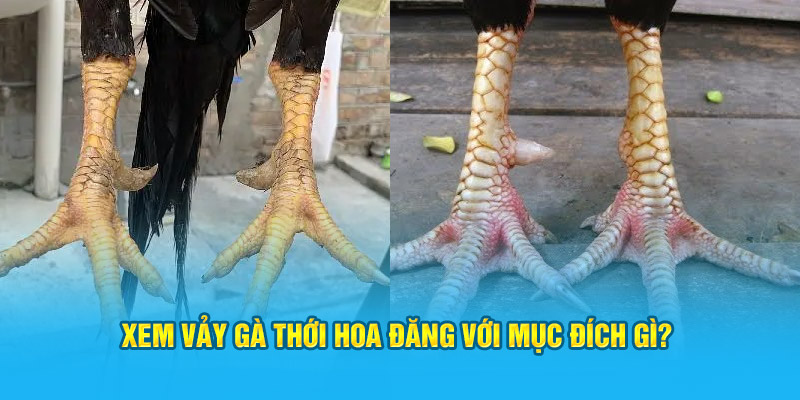 Vảy Gà Thới Hoa Đăng – Biểu Tượng Cho Sự Mạnh Mẽ Chiến Kê - hình ảnh - hrbswowws.top